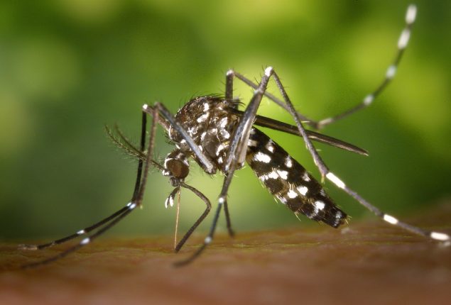 Dengue on rise: Islamabad reports 29 cases till date