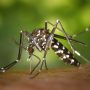 Dengue on rise: Islamabad reports 29 cases till date