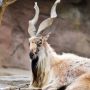 KP sells four Markhor hunting permits in 250m