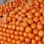 Climate change impacts orange production in Pakistan