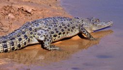 Crocodile takes life of woman