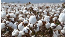 Over 5.489 million cotton bales arrive at ginneries
