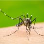 NIH issues health advisory for the prevention of dengue fever