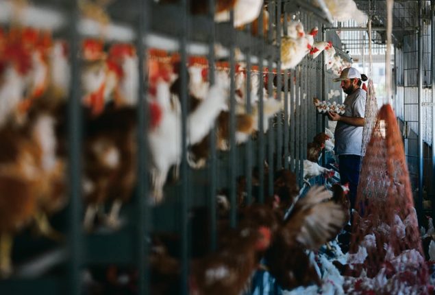 Top chicken exporter faces trade ban after Bird Flu found in poultry