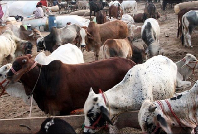 Sindh issues code of conduct for Eid ul Azha hides collection