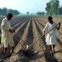 Federal Government introduces digital loan scheme for Pakistani farmers
