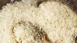 Pakistan's rice export overview for FY 2024-25