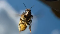 Bee spy technology engineered by Chinese scientists