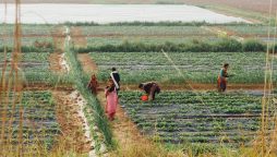 Sindh rolls out climate-smart agriculture plan with 180 field schools by 2028