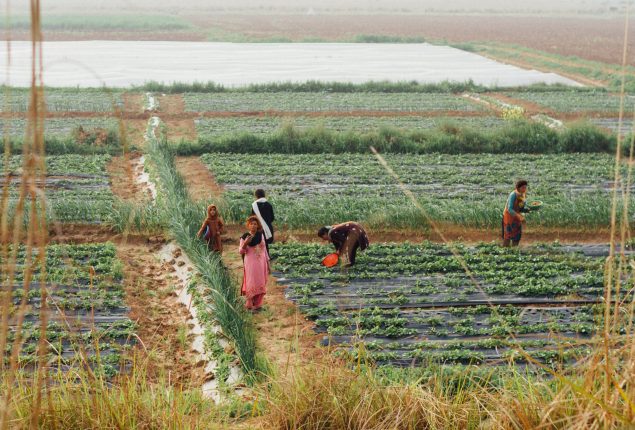 Sindh rolls out climate-smart agriculture plan with 180 field schools by 2028