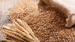 Sindh and Federal Government join hands on National wheat policy