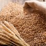 Sindh and Federal Government join hands on National wheat policy