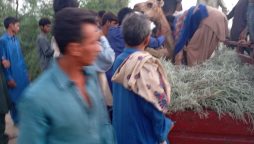 Camel brutally mutilated in Sukkur after drinking from private pond
