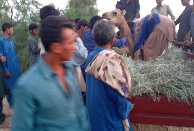 Camel brutally mutilated in Sukkur after drinking from private pond