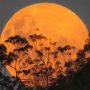Year’s first supermoon to light up skies tonight