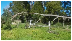 Power outages and chaos as fierce winds batter New Zealand.