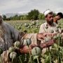 Afghanistan tops global opium production, UN finds