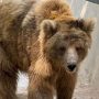 Karachi Zoo’s female bear ‘Rano’ shifted to Islamabad
